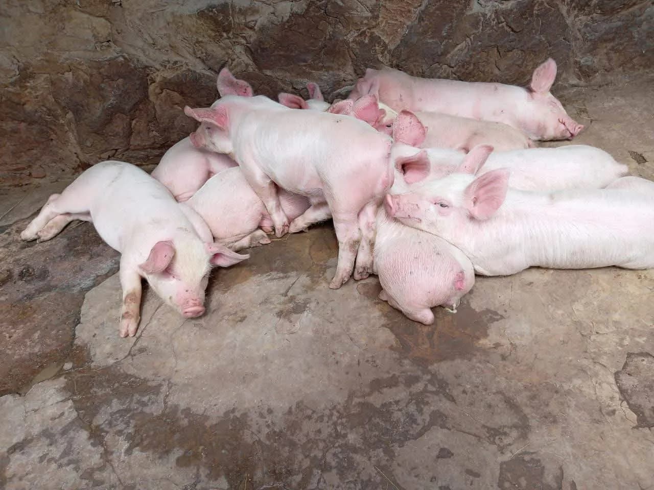 Camborough Piglets — image 1 of 3