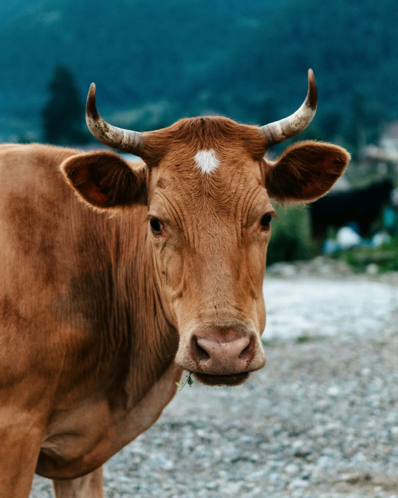 Premium Nguni Cow — image 1 of 2